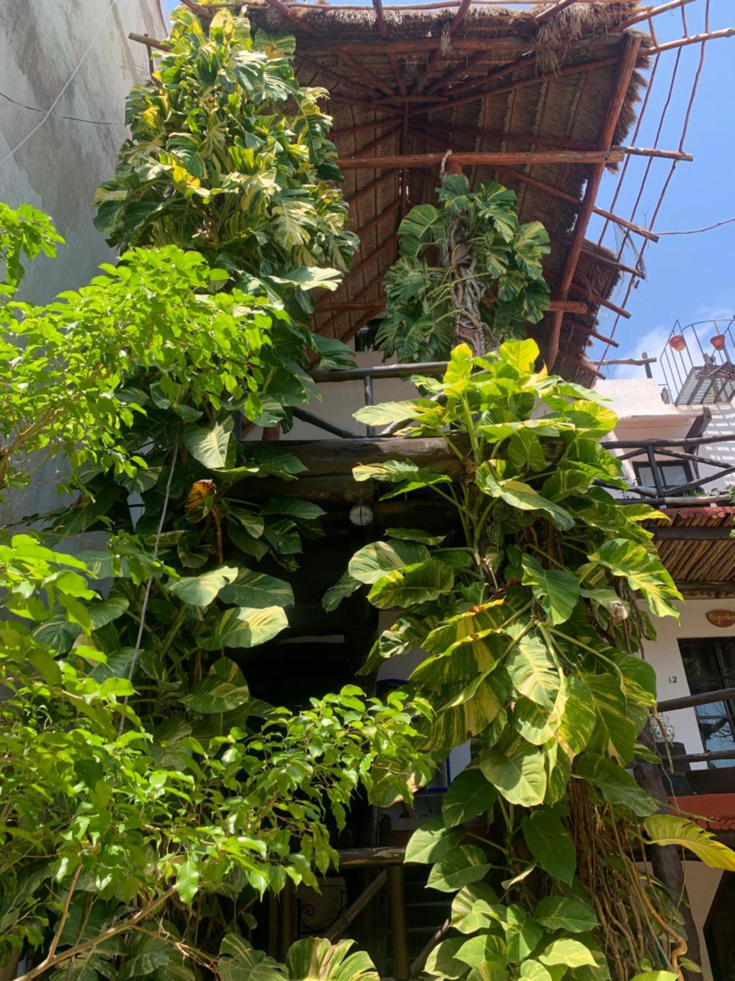 Casa Caribe Канкун Экстерьер фото A green wall in Mexico City